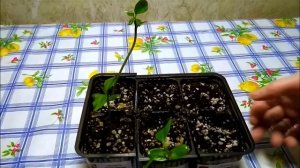 Как посадить Плюмерию из семян