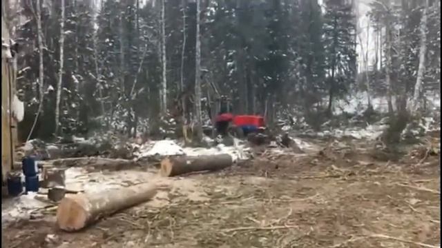 Вырубка кедрового леса в заказнике возле Батурино. Жители встретились с 