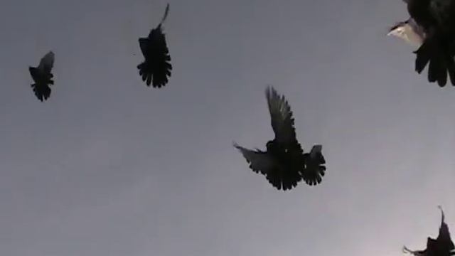 Старониколаевские голуби Staronikolaevskie Pigeons.avi