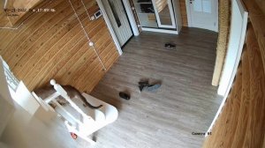 Съемки скрытой камерой-что же делает пума Месси,когда остается один дома)