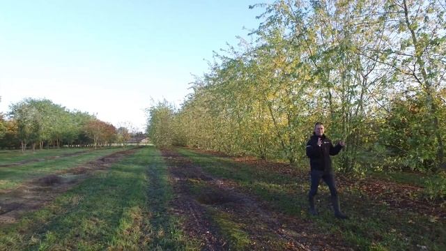 Acer saccharinum 'Asplenifolium' - Van den Berk on Trees смотреть онлайн