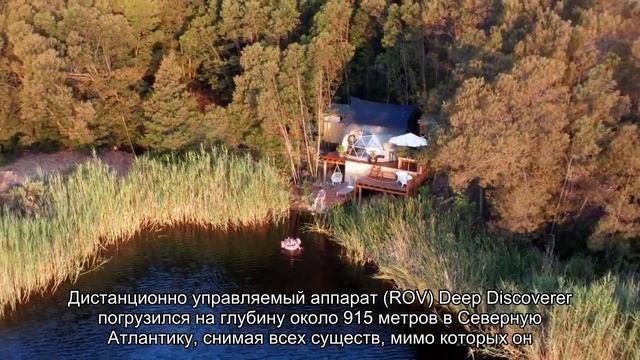 Видео: ученые обнаружили ранее неизвестную ярко-красную медузу