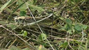 Кузнечик серый. ( Decticus verrucivorus )