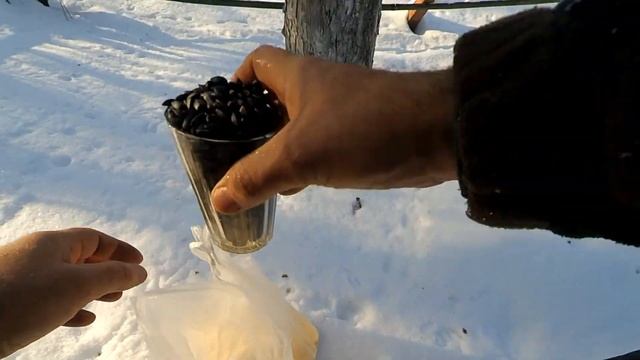 Синички зимой в саду смотреть онлайн