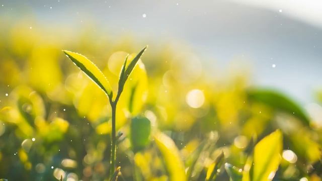 Музыка Для Утра И Хорошего Настроения Музыка Для Релаксации медитации Background Music Morning Rela