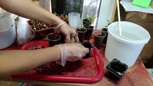 Результаты укоренения ивы Хакуро Нишике смотреть онлайн