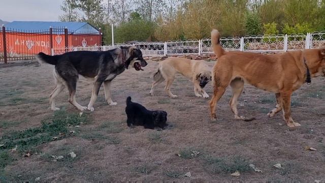 Возвращение в горы смотреть онлайн
