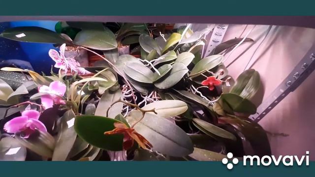 Мои орхидейки-подростки, цветущие и не очень) Как я за ними ухаживаю смотреть онлайн