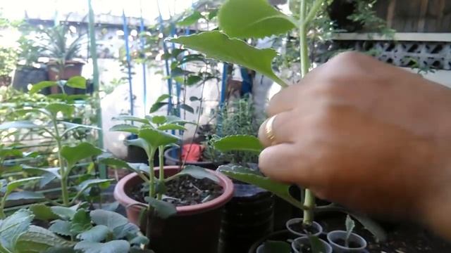 Container Gardening : Oregano Care and Propagation - Tagalog смотреть онлайн