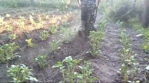 мотоокучник самоделка.