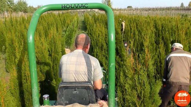 Выкопка хвойных (Туя западная «Смарагд») в Подмосковном отделении "Питомника Савватеевых" смотреть онлайн