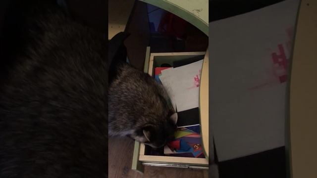 Енот Лёня. #pets #animals #video #upsc #games #moments #veryfunny #art #blogger смотреть онлайн