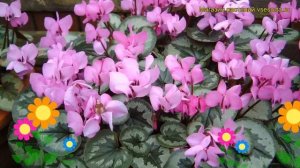 Цикламен косский. Краткий обзор, описание характеристик, где купить рассада cyclamen coum