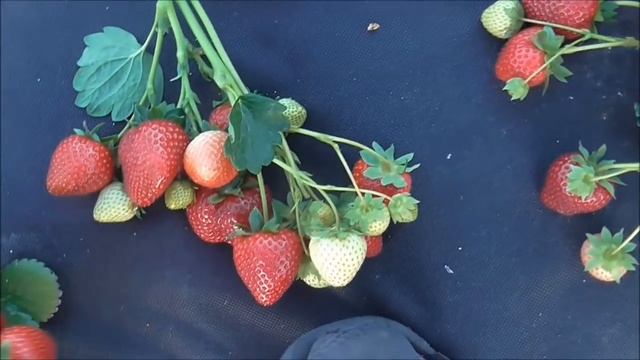 ФЛОРЕНТИНА - голландский сорт НСД. смотреть онлайн