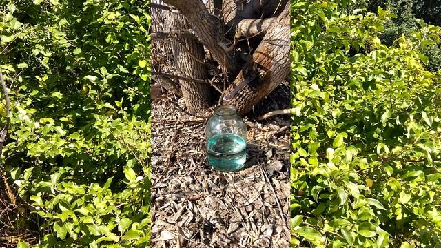 Кленовый сок спасает меня от знойного летнего солнца. Вторая часть сбор кленового сока смотреть онлайн