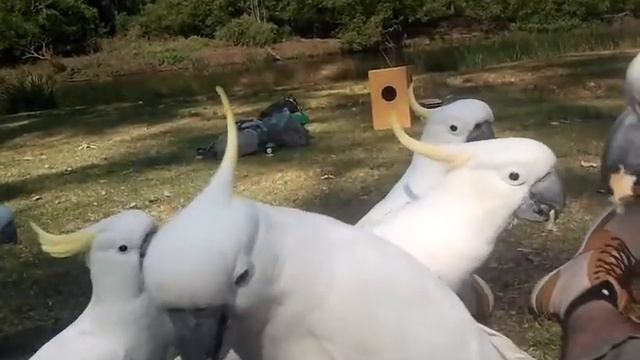 Какаду в национальном парке. смотреть онлайн