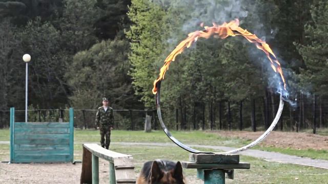Профессия кинолог смотреть онлайн