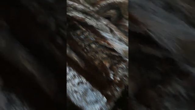 Чистка меха в домашних условиях