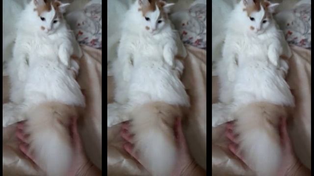 Самый Сладкий Кот на свете! смотреть онлайн