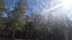 Культиватор Caiman ECO 50S С2 сюрпризы после 10 лет использования(((