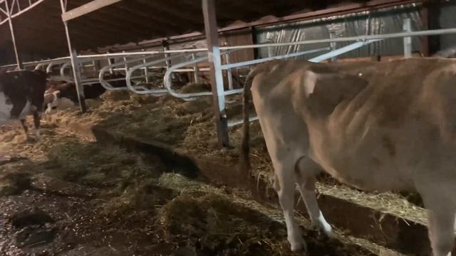 Сколько молока от «Дашиной»коровы?