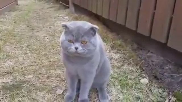 Кот ругается на хозяйку! смотреть онлайн