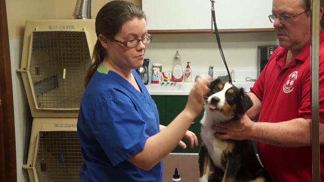 How to glue Mini Aussie/Miniature American Shepherd Ears смотреть онлайн