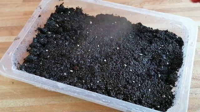 Сею ВЕРБЕНУ ? ? Что я нашла!! смотреть онлайн