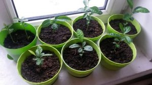 как вырастить хурму из косточки