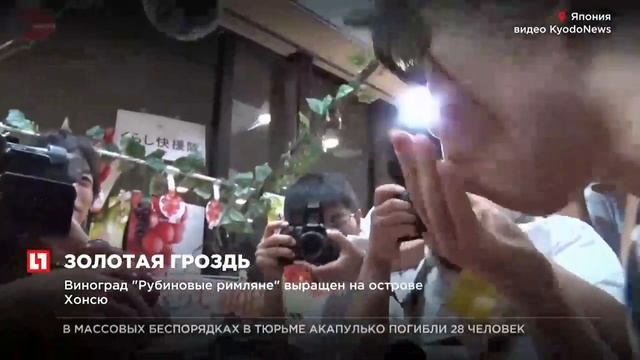 Самый дорогой виноград в мире смотреть онлайн