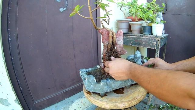 Roots over wall bonsai смотреть онлайн