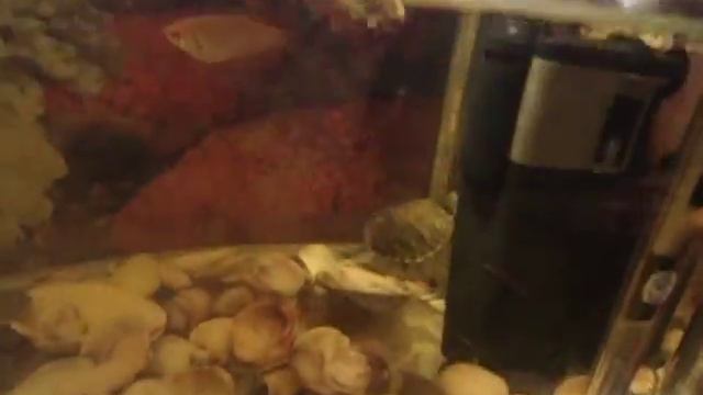 Маленькая желтоухая черепаха Бакс. Овруч. Turtle Dollar. смотреть онлайн