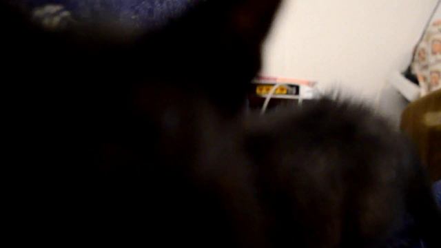 i like to move it kitty and parrot dance funny video смотреть онлайн