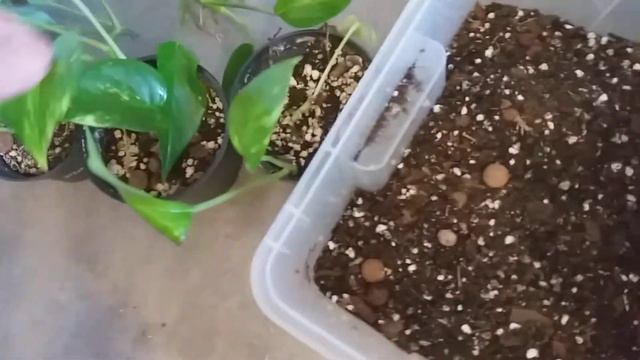 DRACENA WARNECKII. ROTRÖTA SÅ LÖSER JAG DET. смотреть онлайн