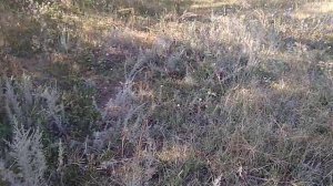Ездили на велосипедах собирать степные травы