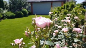 ???Цветение розы Д.Остина Зэ Эйншент Маринер в жару (в саду 4е лето). The Ancient Mariner rose???