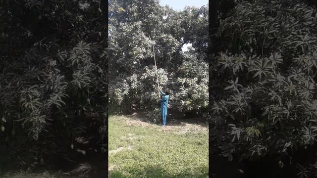 Aaam (Mango) Toorny Ka Tarika MULTAN Pakistan @Dr Muhammad Hussain Shirazi смотреть онлайн