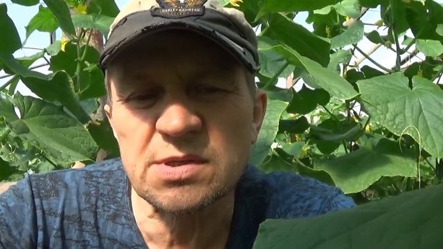 ПОДКОРМИ ОГУРЕЦ ПРАВИЛЬНО И БУДЕТ ХОРОШИЙ УРОЖАЙ!!!