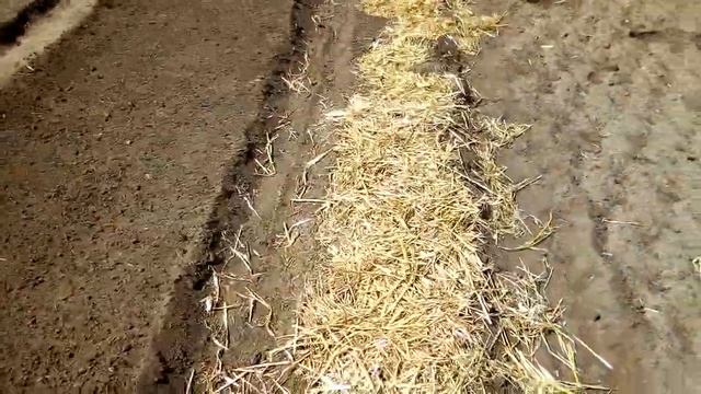 ПОСЕВ ГРАНУЛИРОВАННОЙ МОРКОВИ. ВЛОГ. смотреть онлайн