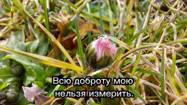 Моя любовь как море безгранична... НатаЛия ПодГорная смотреть онлайн
