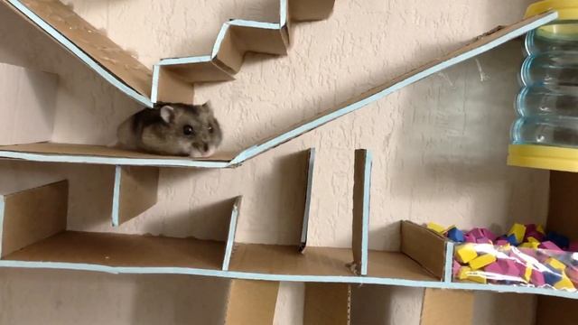 ? Огромный лабиринт для хомяка из картона с ловушками и ?[ПОЛОСОЙ ПРЕПЯТСТВИЙ]? смотреть онлайн