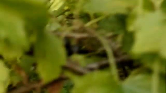 ягода чёрная смородина осторожно: её чрезмерное употребление может принести вред животу смотреть онлайн