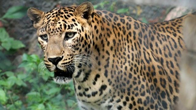 TOP 5 STRONGEST BIG CAT'S IN THE WORLD смотреть онлайн