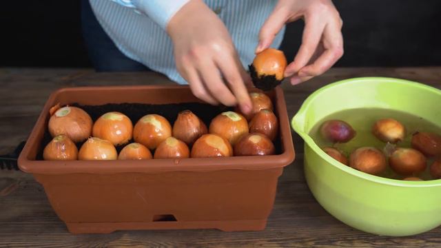 Выращиваем зелёный лук дома.