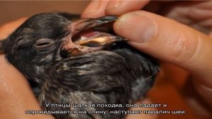 Краткая памятка для голубевода — болезни голубей и их симптомы