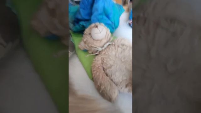 simi maci visszatér смотреть онлайн