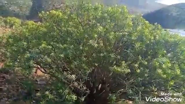 PIQUE_NIQUE DANS LA REGION DE TIGHZA AIT BAAMRANE❤❤❤ смотреть онлайн