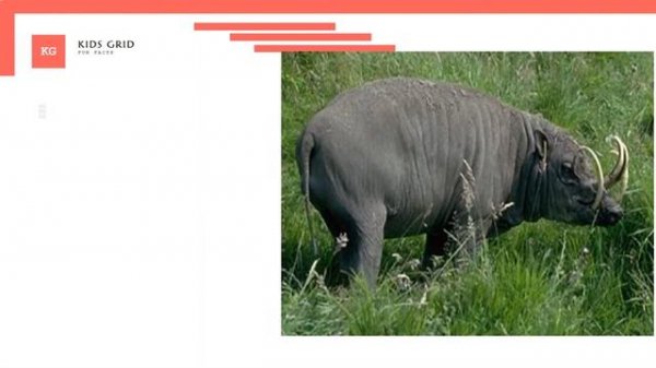 Babirusa facts weird animals intrusting information for kids