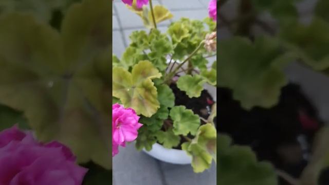 Пеларгония lara Harmony смотреть онлайн