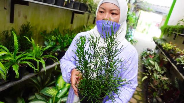 Menawarkan aneka tanaman hias murah meriah seger rimbun - part 2 смотреть онлайн
